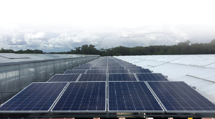 Solar Panel Company in Orlando, Florida